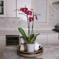 thumbnail image 3 of Just Add Ice 16-30" Dark Purple Premium Orchid Live Plant in 5" Grey Ceramic Pot, House Plant, 3 of 7