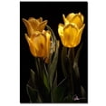 thumbnail image 2 of Trademark Fine Art "Yellow Blooms II" Canvas Art by Martha Guerra, 16x24, 2 of 2