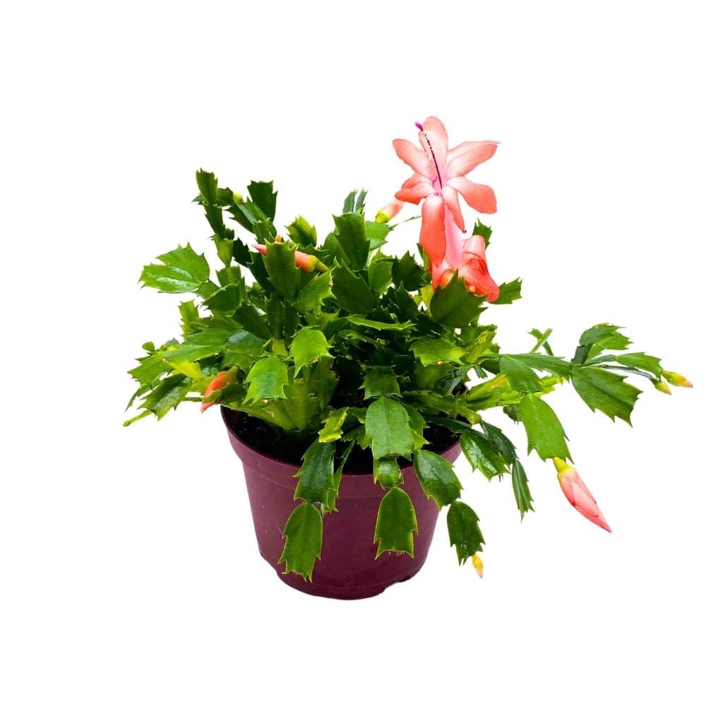 BubbleBlooms Christmas Cactus, 6-inch Holiday Crab Plant, Thanksgiving Seasonal Flowering