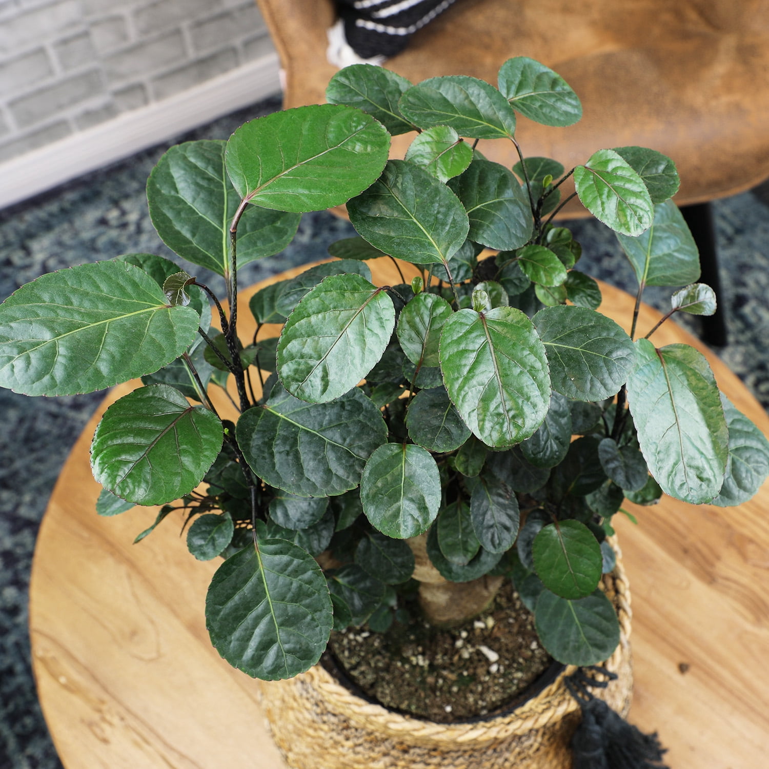 Fabian Stump Bonsai, Live Aralia | 8in Pot | Easy Houseplant, Partial Sun | Element by Altman Plants