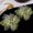 2PCS--Green, variant on 2pcs Ethereal Organza Lace Fabric Flower Sew on Patches, 3D Elegant Lily Water Lily Design Lightweight Flowy Sewing Supplies Semi-Finished, Wedding Dress Headwear Hats Shoes Bags Ornament Decoration