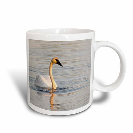 3dRose Trumpeter Swan, bird, Seney NWR, Michigan - US23 CHA0134 - Chuck Haney, Ceramic Mug, 11-ounce