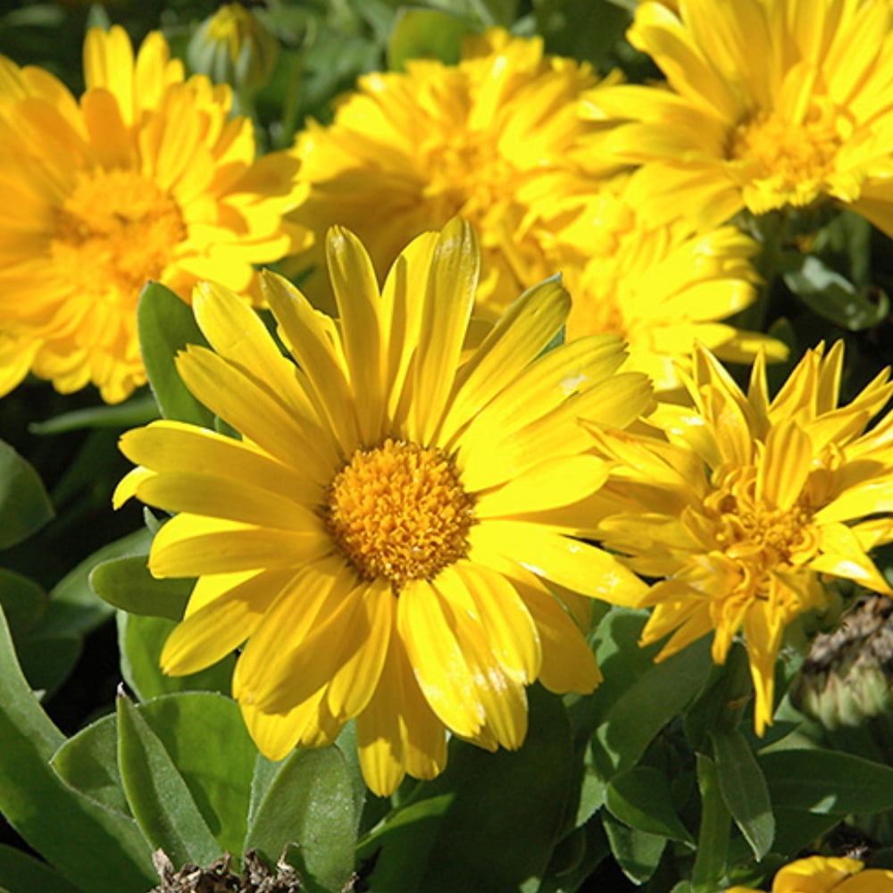 50s Pacific Yellow Calendula Seeds Perennial Non Mix for Planting Pollinator Garden Gardening Sustainable Solutions