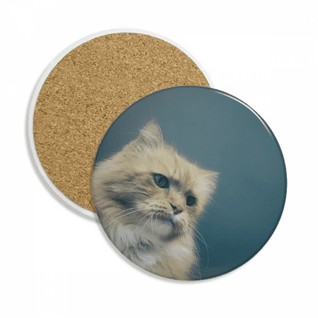 

Animal Blue Cat Photograph Shoot Coaster Cup Mug Tabletop Protection Absorbent Stone