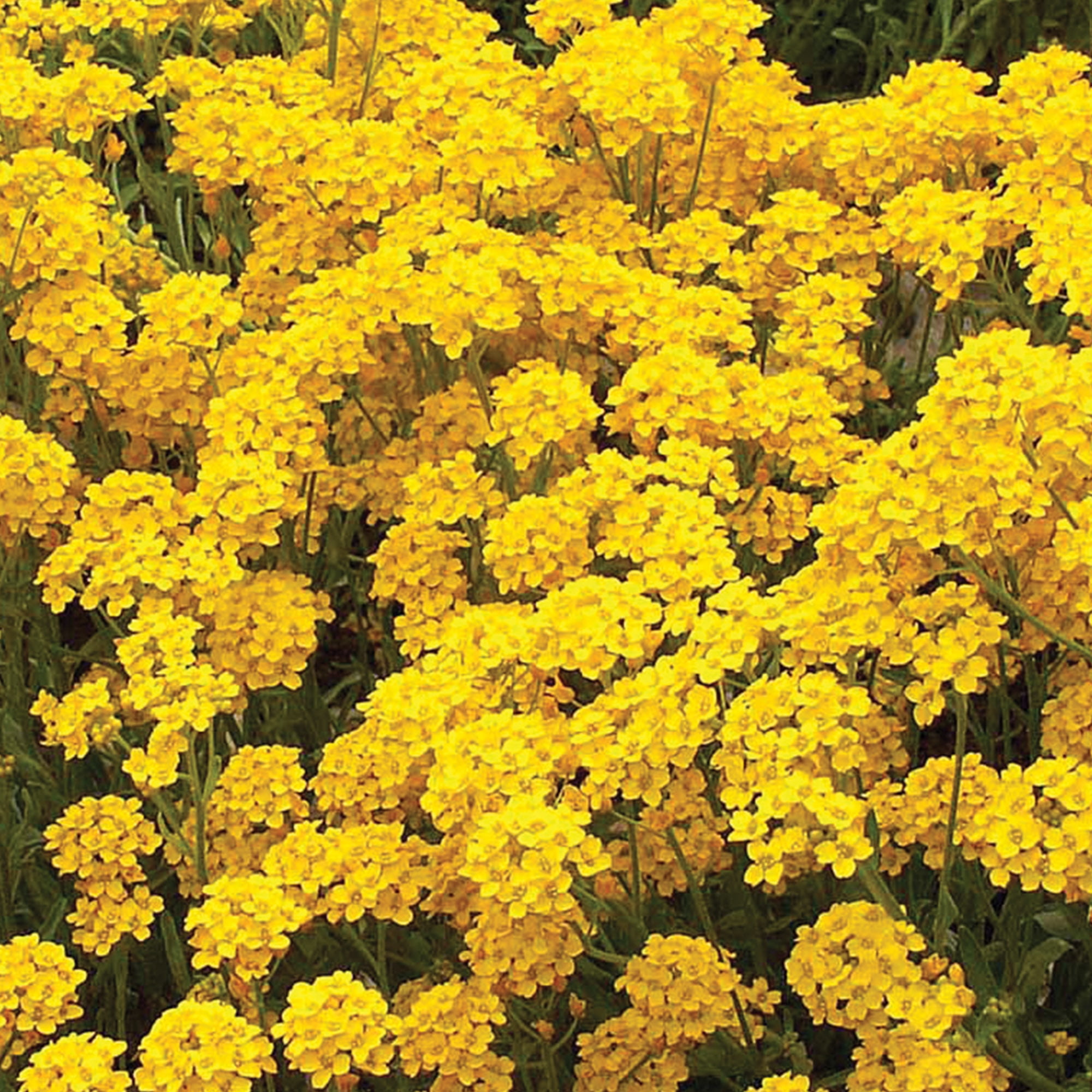 Burpee Gold Dust Alyssum Flower Seed, 1-Pack