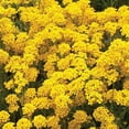 thumbnail image 3 of Burpee Gold Dust Alyssum Flower Seed, 1-Pack, 3 of 5