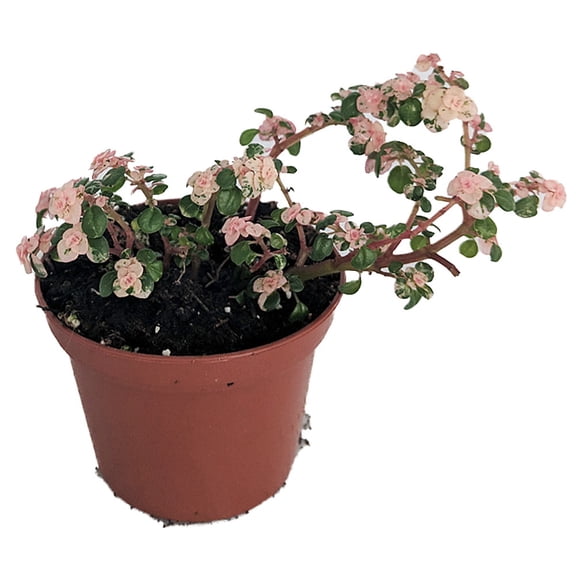 Snow Capped Artillery Fern - Pilea microphylla - Rare - 2.5" Pot