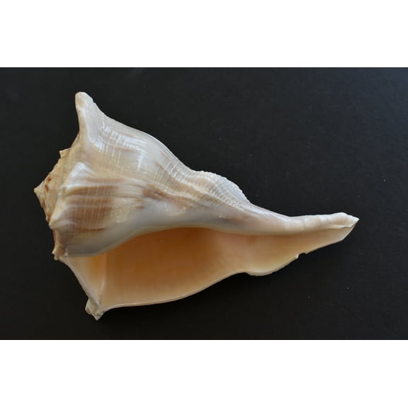 Extra Large "Left Handed" Florida Lightning Whelk (8"and up) Native Amercan Crafts
