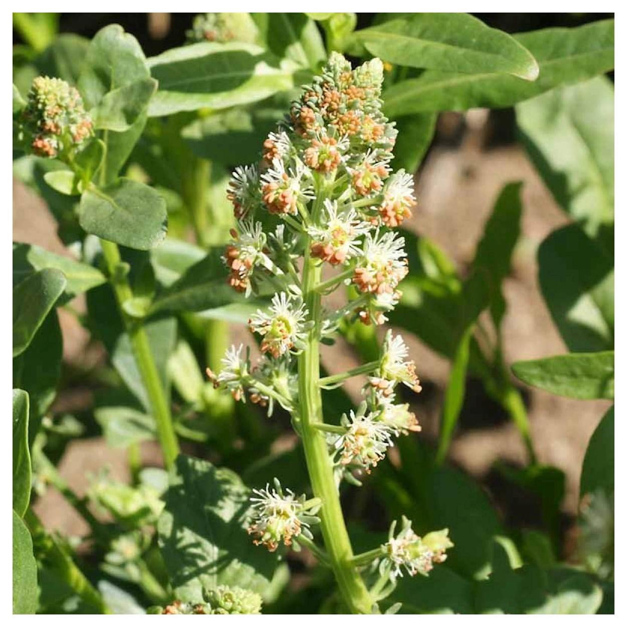 Everwilde Farms - 1 lb Sweet Mignonette Garden Flower Seeds - Gold Vault Bulk Seed Packet