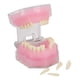 thumbnail image 4 of Modelo de dientes BuyWeekMX de resina desmontable para enseñanza dental, 4 of 9