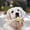 C, variant on Tough Plastic Bone Shaped Pet Chew Toy Teeth Cleaning Interactive Teething Toy For All Size Dogs