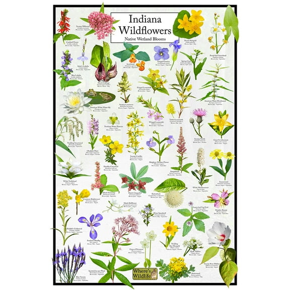 Indiana Wildflowers Poster - Native Wetland Blooms - Educational Science Chart of Arkansas Flowers