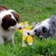 thumbnail image 3 of Juguetes para perros sin relleno para cachorros, juguetes masticables arrugados y chirriantes, juguete de peluche de ardilla con nudos de cuerda para perros pequeños (ardilla), 3 of 3
