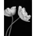 thumbnail image 2 of Poinski, Dianne 12x14 White Modern Wood Framed Museum Art Print Titled - Black and White Roses 3, 2 of 4