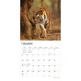 thumbnail image 3 of Magnificent Tigers | 2024 12x24" (Hanging) Wall Calendar | StarGifts, 3 of 8