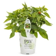 Proven Winners Vegetable QT Pepper Live Plants