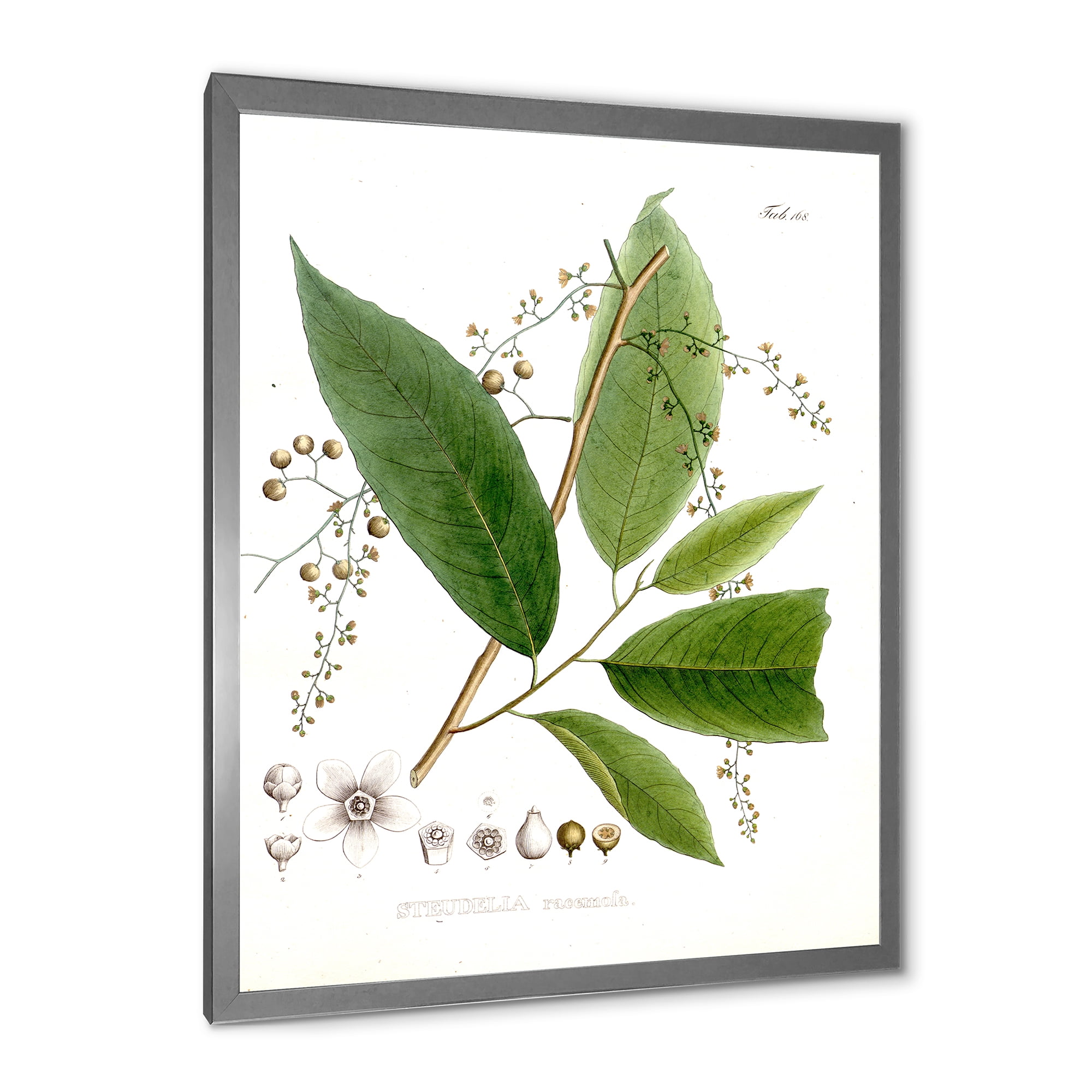 Designart 'Ancient Brazilian Plant I' Traditional Framed Art Print
