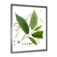 thumbnail image 2 of Designart 'Ancient Brazilian Plant I' Traditional Framed Art Print, 2 of 4