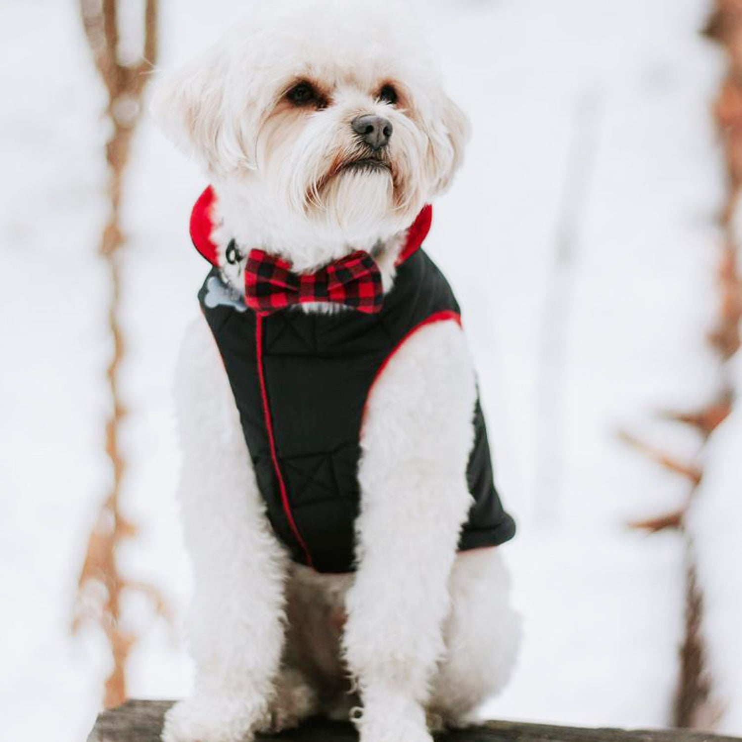 Gooby Sports Dog Vest - Black, X-Small - Fleece Lined Dog Jacket Coat with D Ring Leash - Reflective Vest Small Dog Sweater, Hook and Loop Closure - Dog Clothes for Small Dogs Indoor and Outdoor Use