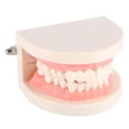 thumbnail image 3 of Modèle de Dents, Éducation Dentaire Anti-Rouille pour Démonstration de Brossage des Dents, 3 of 8