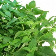 AeroGrow Fresh Tea Seed Kit