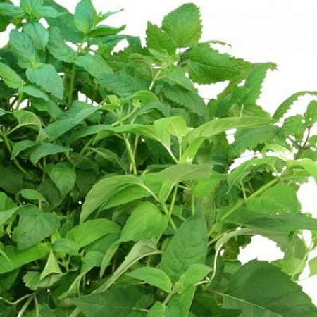 AeroGrow Fresh Tea Seed Kit