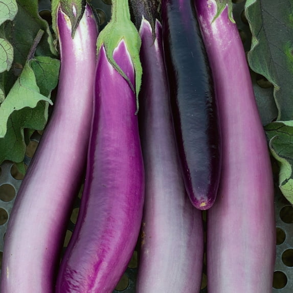 Purple Comet F1 Hybrid Eggplant Seeds - 5 Lb Bulk ~512000 Seeds - Non-GMO, F1 Hybrid - Vegetable Garden - Solanum melongena