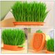 thumbnail image 4 of Caja hidropónica para plantas de gatos, caja para plantar hierba gatera sin tierra, caja para plantar hierba para gatos, 4 of 6