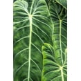thumbnail image 2 of Ostrowitz, Mallorie 23x32 White Modern Wood Framed Museum Art Print Titled - Close-up shots of the leaves from the elephant ears plant-also known as Alocasia, 2 of 4