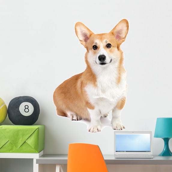 Corgi Dog Studio Wall Decal by Wallmonkeys Peel and Stick Graphic (36 in H x 24 in W) WM37151