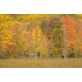 thumbnail image 2 of Jaynes Gallery 24x17 White Modern Wood Framed Museum Art Print Titled - USA-Maine-Acadia National Park Forest landscape in autumn colors, 2 of 4