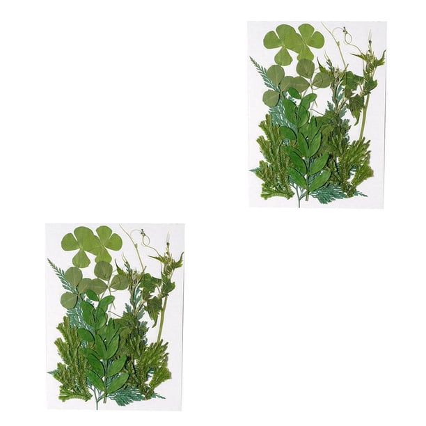 Advancent Hoja seca natural DIY Arte hecho a mano Planta en relieve Hojas prensadas Decoración Hogar Decorativo para tarjetas de boda de resina Hoja verde 12 2piezas Advancent CBP163988