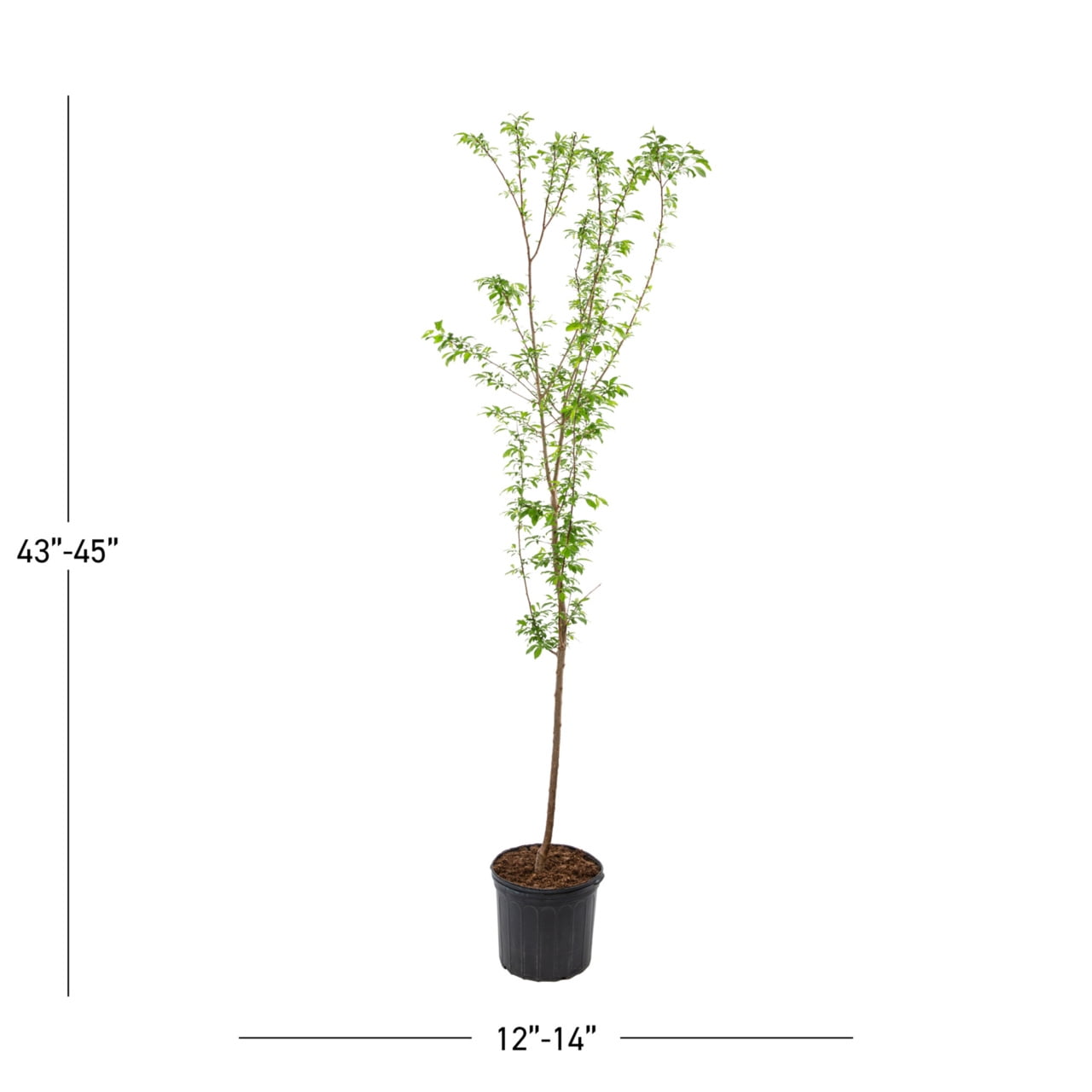 Expert Gardener Santa Rosa Plum Live Tree in 3.75-Gallon Grower Pot