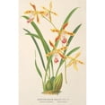 thumbnail image 3 of Charles Antoine Lemaire 11x14 Black Modern Framed Museum Art Print Titled - Odontoglossum Wallisii (1854-1896), 3 of 5