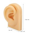 thumbnail image 4 of Modelo de oreja de silicona suave, Flexible, simulación de oreja, práctica de perforación, exhibición de joyería, modelo de oreja falsa, 4 of 8