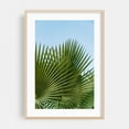 thumbnail image 2 of Fan Palm II - Photography Unframed Wall Art Print 8 x 12 inches, 2 of 60