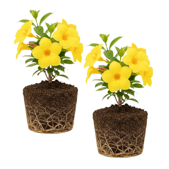 Set 2 Yellow Mandevilla Live Plant, Trailing Mandevilla Live Plant Vine, 4 to 6 Inc Tall, Yellow Flowers, Mandevilla Seedlings for Outdoor Growing