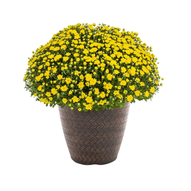 Expert Gardener 3.5G Yellow Garden Mum Live Plants with Decorative