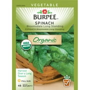 Burpee Org,spinach,bloomsdale Long Standing