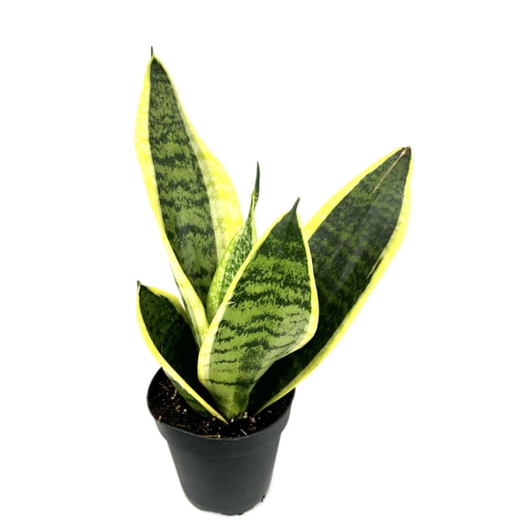 Sansaveria Futura Superba Snake Plant Air Purifying House Plants, 4" Pot