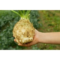 500 Seeds GIANT PRAGUE CELERIAC Apium Graveolens Rapaceum Vegetable Seeds
