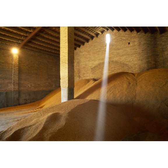 Agriculture - Harvested rice in a storehouse waiting to be transported a typical Spanish variety for cooking paella  Castell Canvas Art - Robin Townsend  Design Pics (36 x 24)