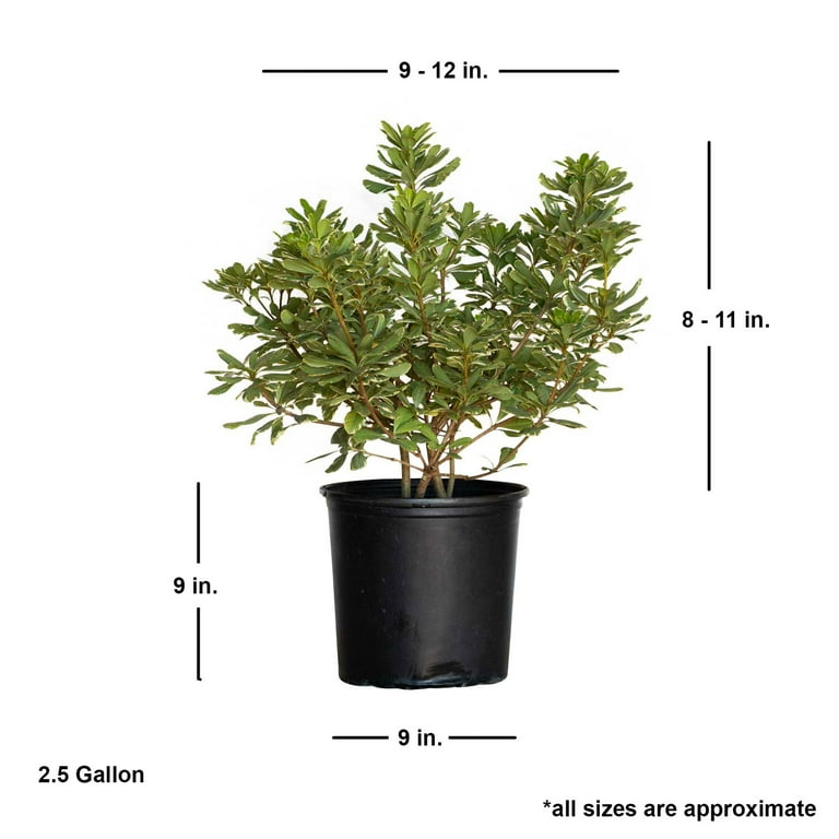 Expert Gardener Variegated Pittosporum 'Japanese Mock Orange' (2.5