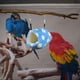 thumbnail image 1 of Casa de Conejillo de Hamaca Colco para Mascotas Azul, 1 of 8