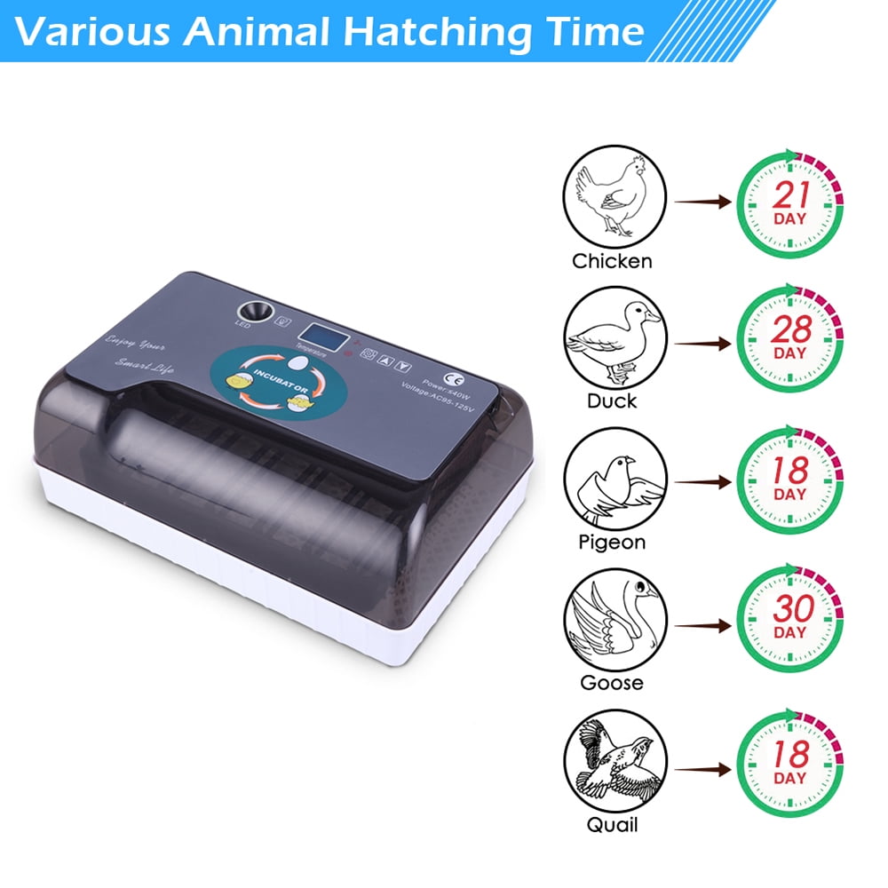 Canddidliike 9-Egg Mini Fully Automatic Poultry Incubator for Hatching Chickens Quail Duck Goose Turkey Canddidliike 9-Egg Mini Fully Automatic Poultry Incubator for Hatching Chickens Quail Duck Goose Turkey