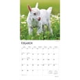 thumbnail image 3 of Baby Goats | 2026 12x24" (Hanging) Square Wall Calendar | Plastic-Free, 3 of 9