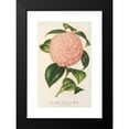 thumbnail image 2 of Charles Antoine Lemaire 17x24 Black Modern Framed Museum Art Print Titled - Camellia Comte De Toll (1854-1896), 2 of 5