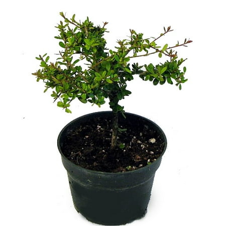 Nia Bonsai Starter Tree - Neea buxifolia - Easy to Grow - 4