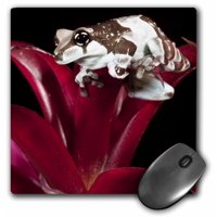 3dRose Gartenflagge Mit Vogelmotiv – Bottle Beach, Western Sandpiper Vögel – 30,5 X 45,7 Cm – Bunte Outdoor Dekoration
