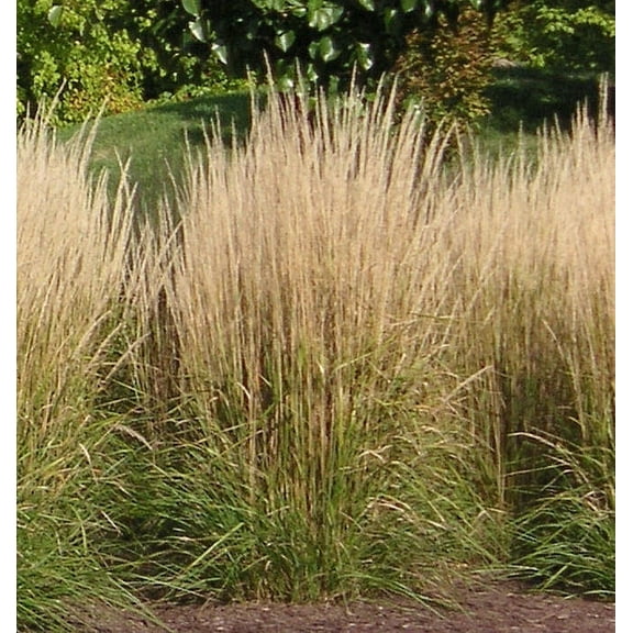 Karl Foester Feather Reed Grass - 3 Gallon Grass